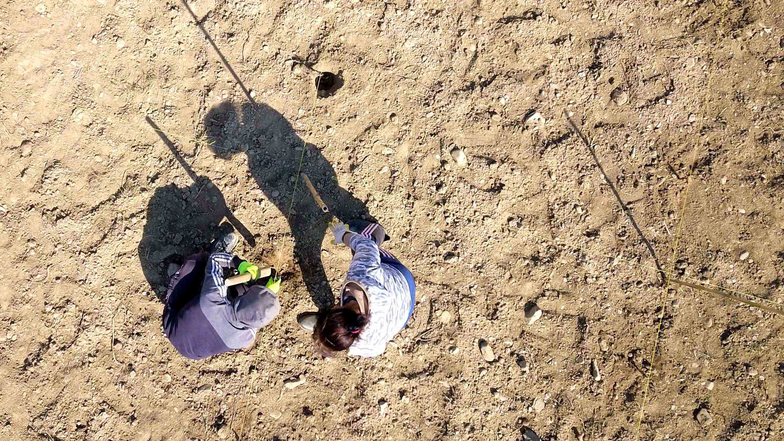 A view from above two workers planting new vines at the Kallmeti winery.