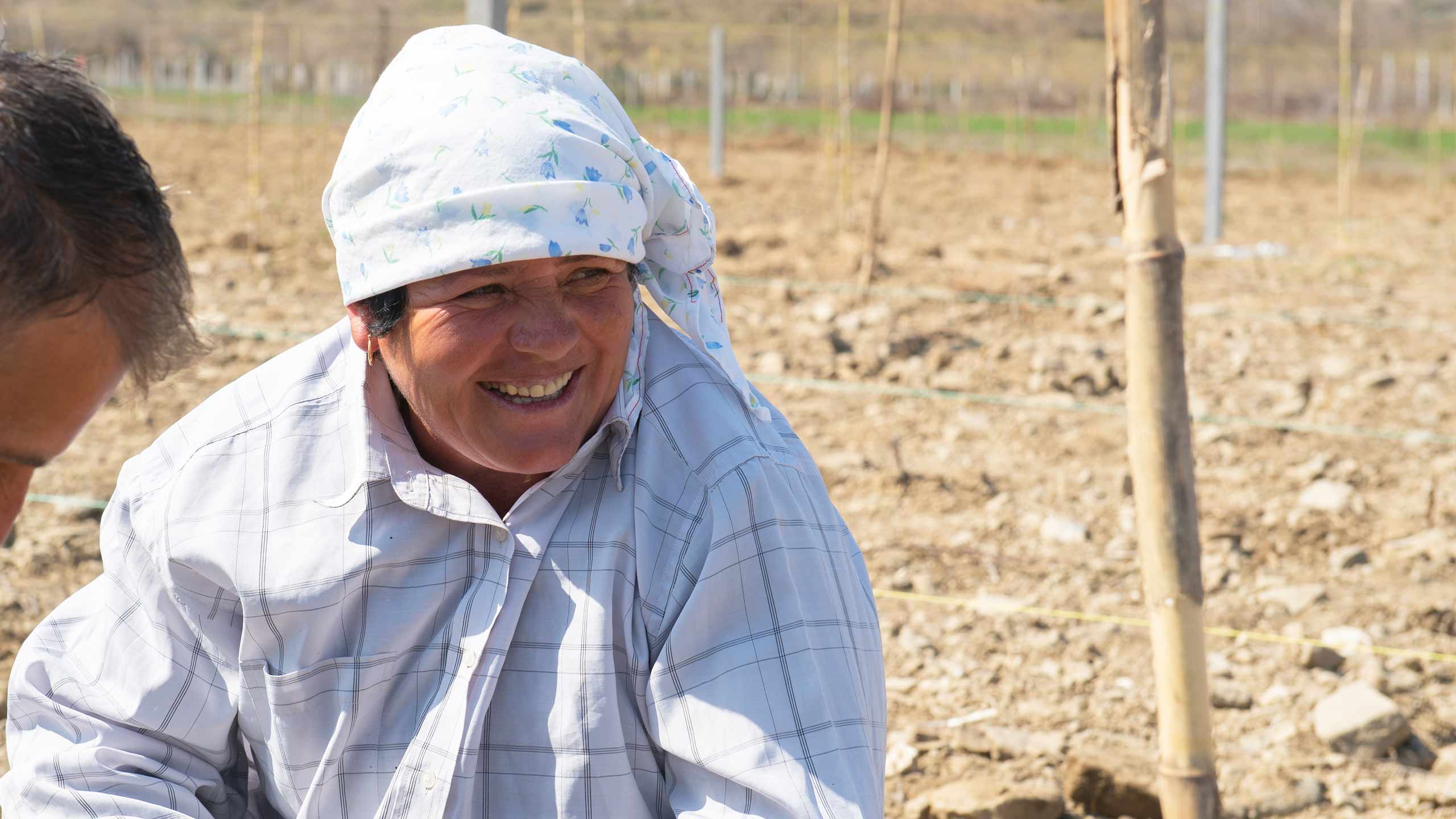 A female worker planting new vines at the Kalmetti Vineyard